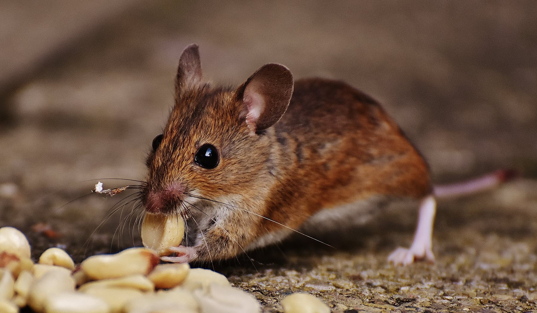 Ongediertebestrijding - ook voor ratten en muizenbestrijding